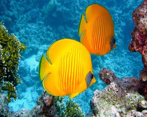 Smartphone displaying the fictional Coral Pixel Voyage underwater world